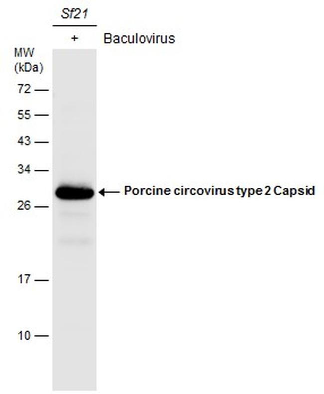 Porcine Circovirus Type 2 Capsid Antibody in Western Blot (WB)