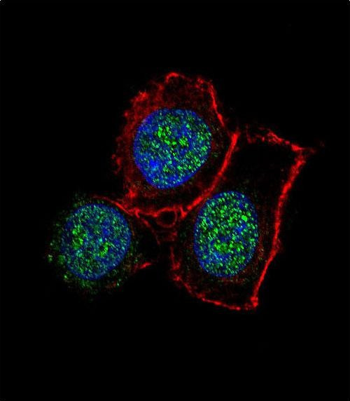 JMJD3 Antibody in Immunocytochemistry (ICC/IF)