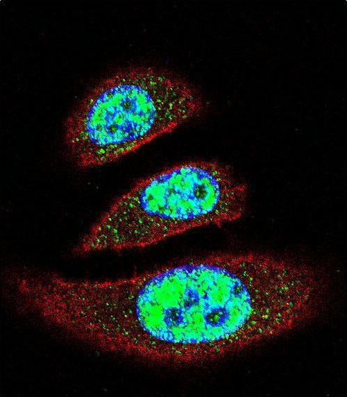 EAP2 Antibody in Immunocytochemistry (ICC/IF)