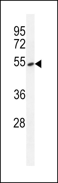 EAP2 Antibody in Western Blot (WB)