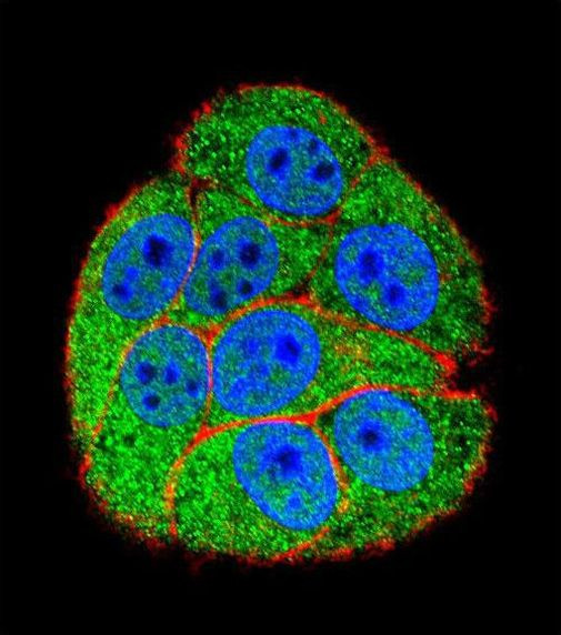 Ku80 Antibody in Immunocytochemistry (ICC/IF)