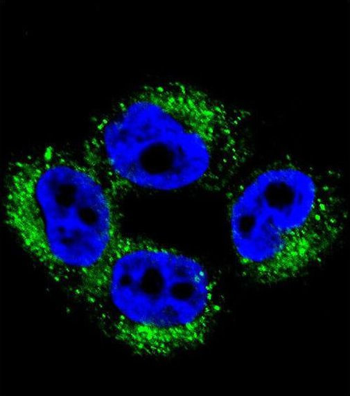 AP1M1 Antibody in Immunocytochemistry (ICC/IF)