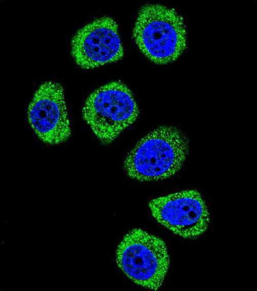 PCDHB3 Antibody in Immunocytochemistry (ICC/IF)