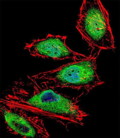 RUNX3 Antibody in Immunocytochemistry (ICC/IF)