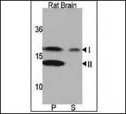 LC3A Antibody in Western Blot (WB)