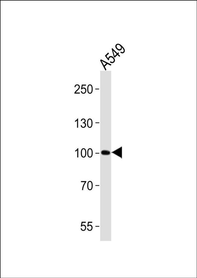 ZNF287 Antibody in Western Blot (WB)