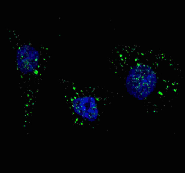 VPS34 Antibody in Immunocytochemistry (ICC/IF)