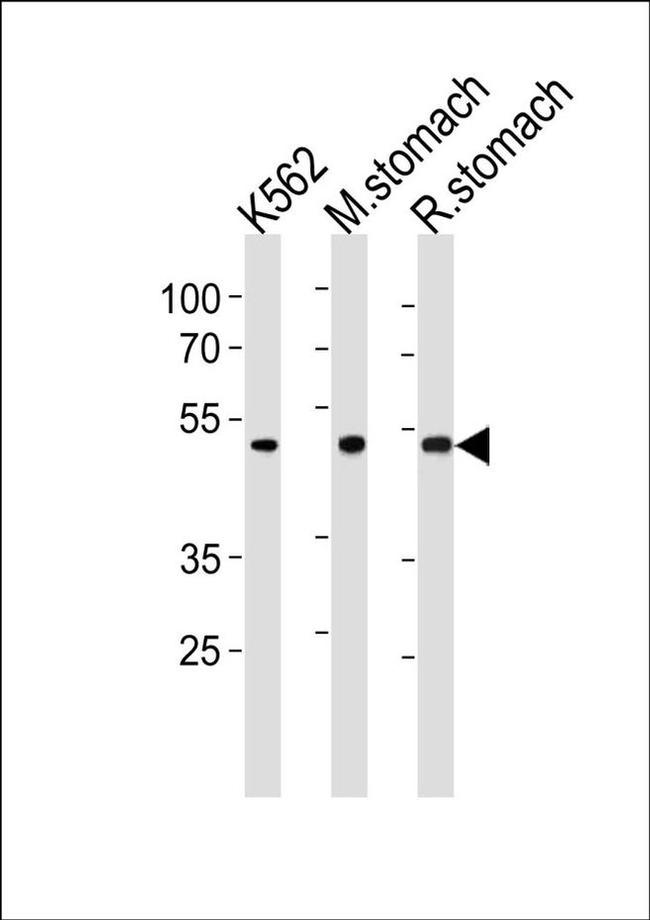 BLMH Antibody in Western Blot (WB)