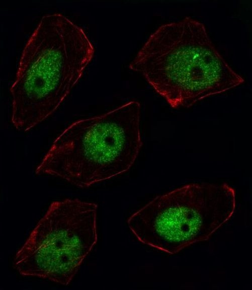 ARGBP2 Antibody in Immunocytochemistry (ICC/IF)