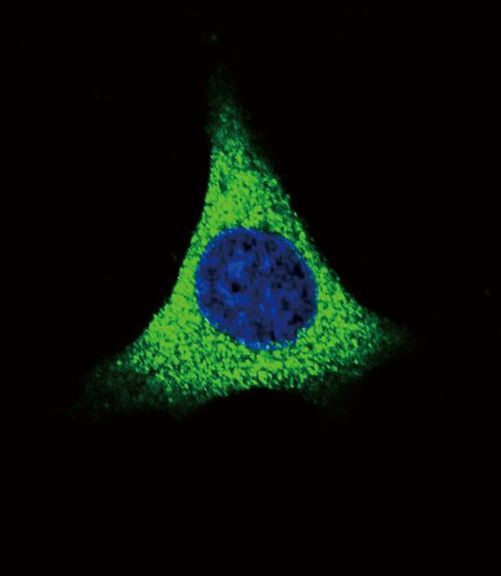 Thrombospondin 1 Antibody in Immunocytochemistry (ICC/IF)