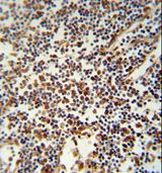 USF2 Antibody in Immunohistochemistry (Paraffin) (IHC (P))