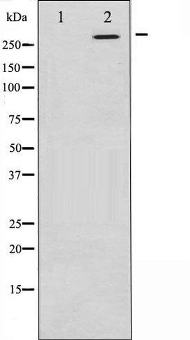 Phospho-mTOR (Ser2448) Antibody in Western Blot (WB)