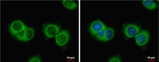 AMH Antibody in Immunocytochemistry (ICC/IF)