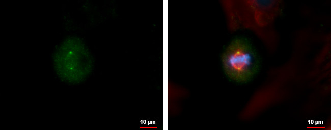 Centrin 3 Antibody in Immunocytochemistry (ICC/IF)