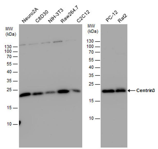 Centrin 3 Antibody in Western Blot (WB)