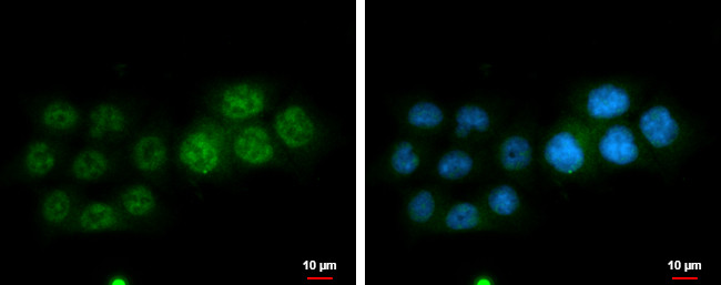 DGCR6L Antibody in Immunocytochemistry (ICC/IF)