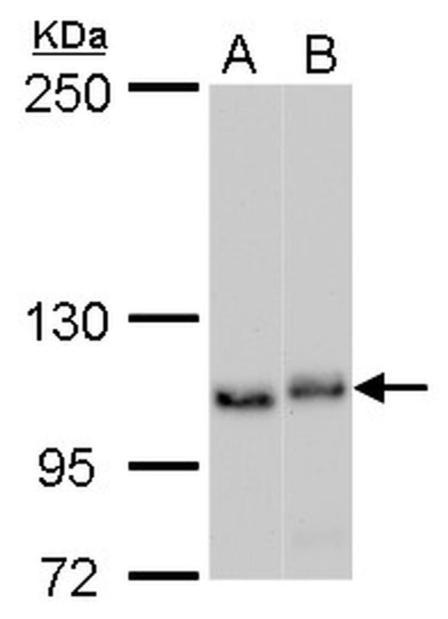 NOLC1 Antibody in Western Blot (WB)