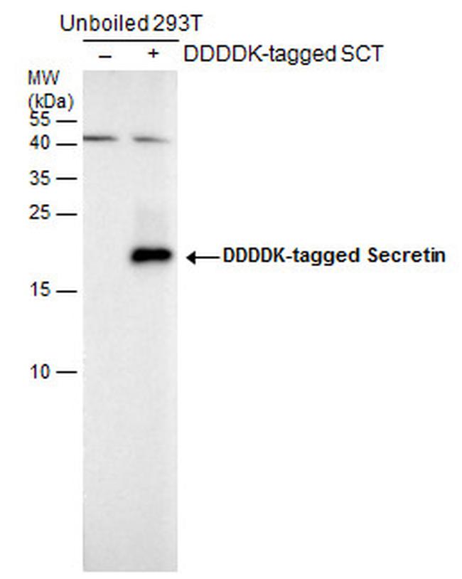 Secretin Antibody in Western Blot (WB)