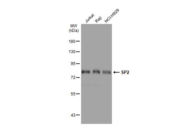 SP2 Antibody in Western Blot (WB)