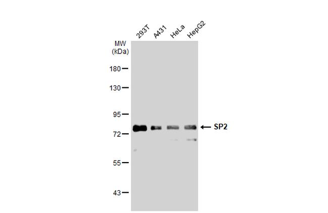 SP2 Antibody in Western Blot (WB)