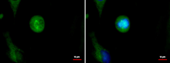 SPAG5 Antibody in Immunocytochemistry (ICC/IF)