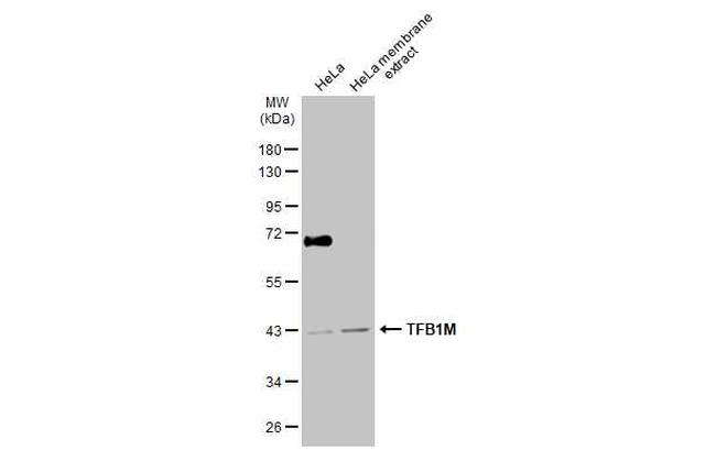 TFB1M Antibody in Western Blot (WB)