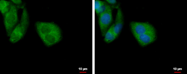 TOMM40L Antibody in Immunocytochemistry (ICC/IF)