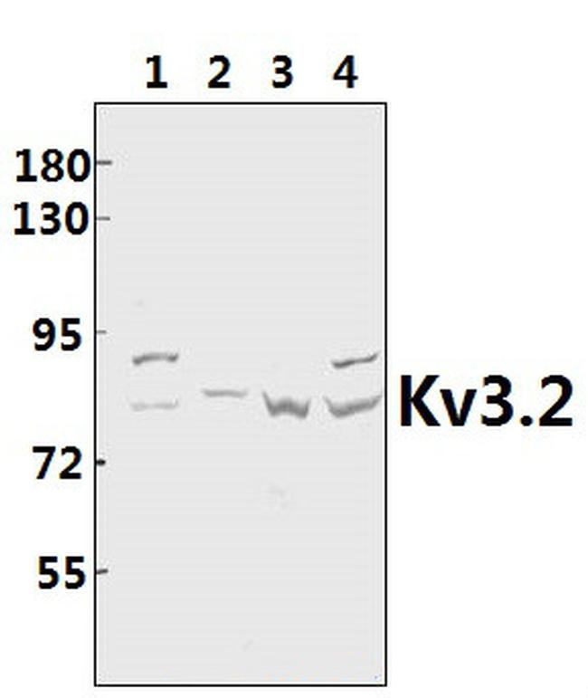 KV3.2 (KCNC2) Antibody in Western Blot (WB)