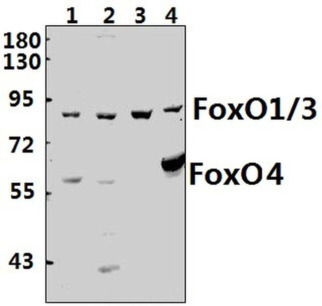 FOXO1/FOXO3/FOXO4 Antibody in Western Blot (WB)