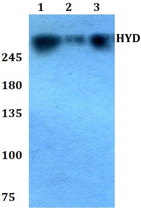 HYD Antibody in Western Blot (WB)