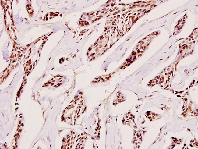 H1FOO Antibody in Immunohistochemistry (Paraffin) (IHC (P))