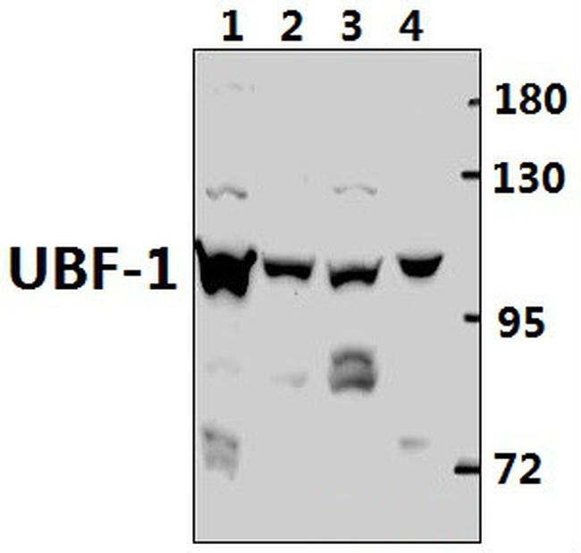 UBF-1 Antibody in Western Blot (WB)