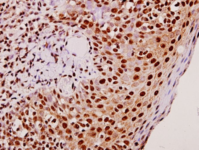 TEF Antibody in Immunohistochemistry (Paraffin) (IHC (P))