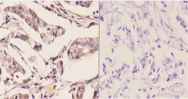 NFI Antibody in Immunohistochemistry (Paraffin) (IHC (P))