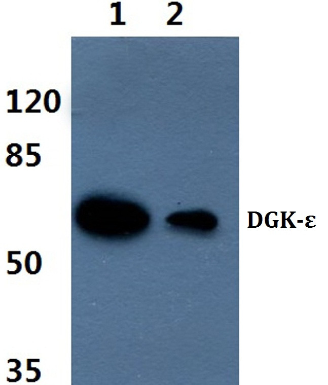 DGKE Antibody in Western Blot (WB)