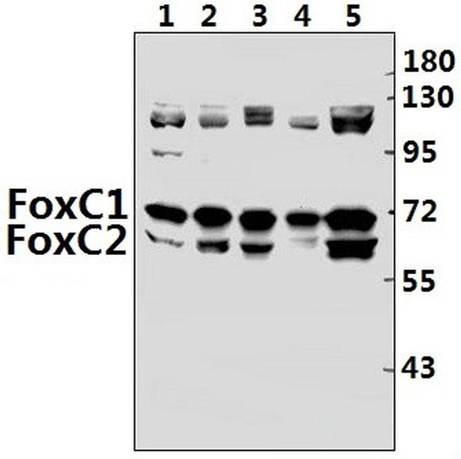 FOXC1/FOXC2 Antibody in Western Blot (WB)