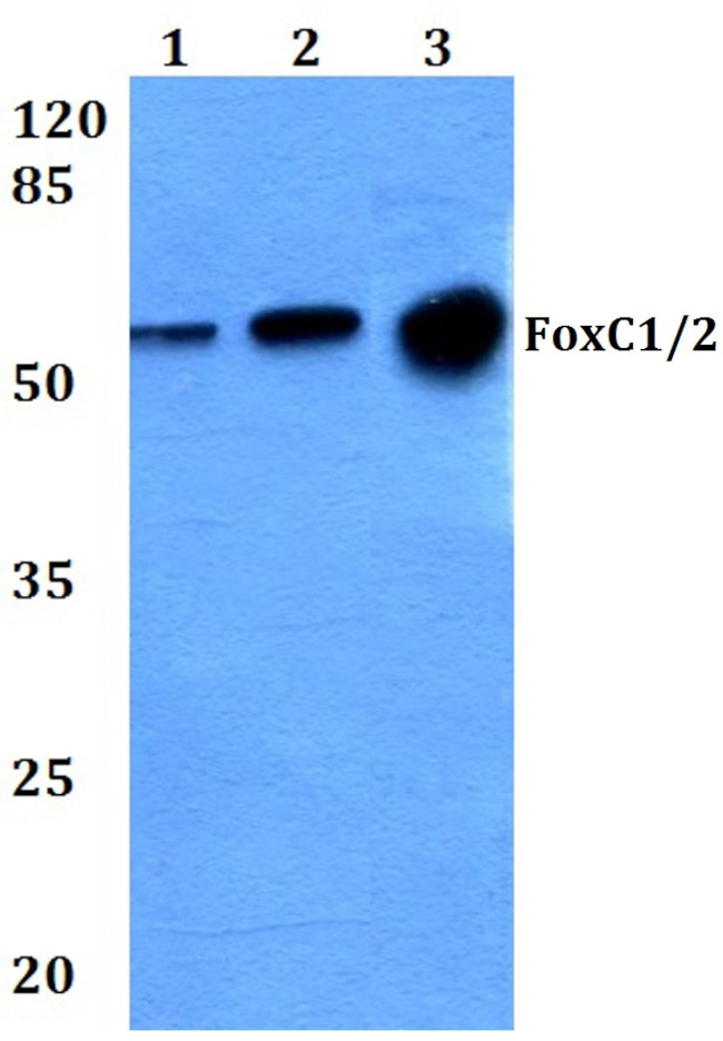 FOXC1/FOXC2 Antibody in Western Blot (WB)