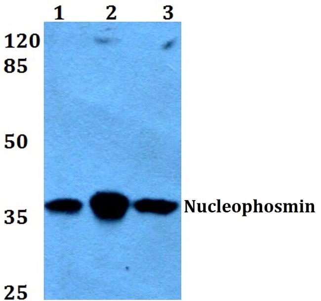 NPM1 Antibody in Western Blot (WB)