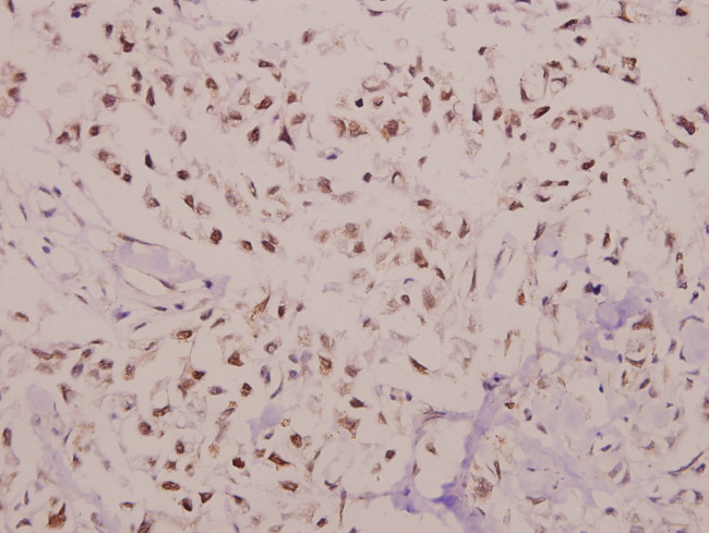 C/EBP gamma Antibody in Immunohistochemistry (Paraffin) (IHC (P))