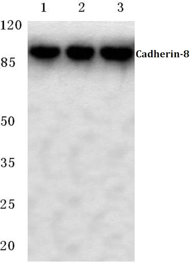 CDH8 Antibody in Western Blot (WB)