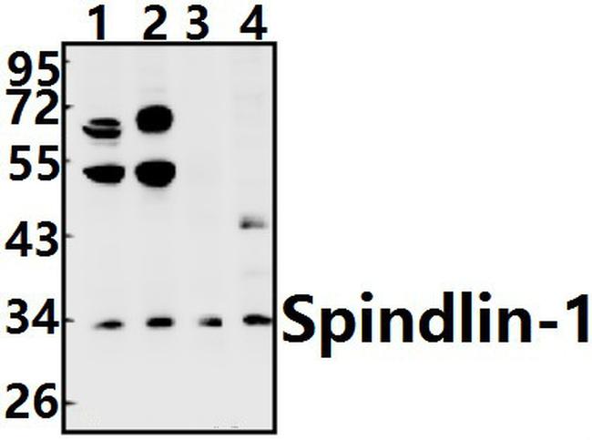 SPIN1 Antibody in Western Blot (WB)