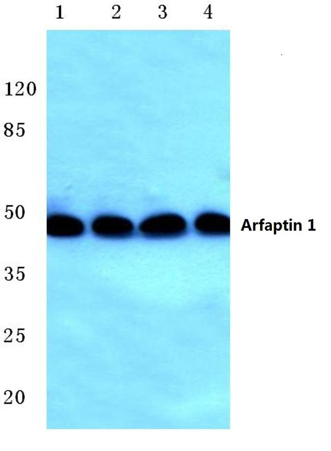 Arfaptin 1 Antibody in Western Blot (WB)