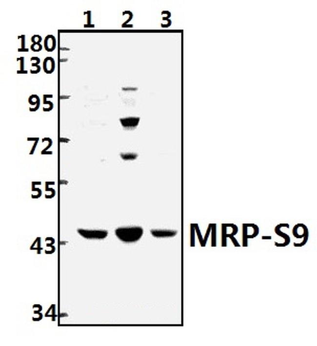 MRPS9 Antibody in Western Blot (WB)