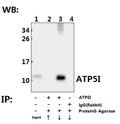 ATP5I Antibody in Immunoprecipitation (IP)