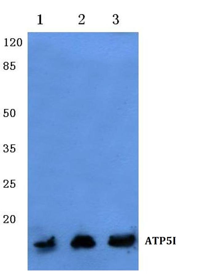 ATP5I Antibody in Western Blot (WB)