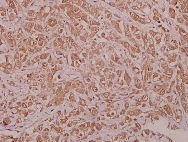 Phospho-AMPK alpha-1 (Ser486) Antibody in Immunohistochemistry (Paraffin) (IHC (P))