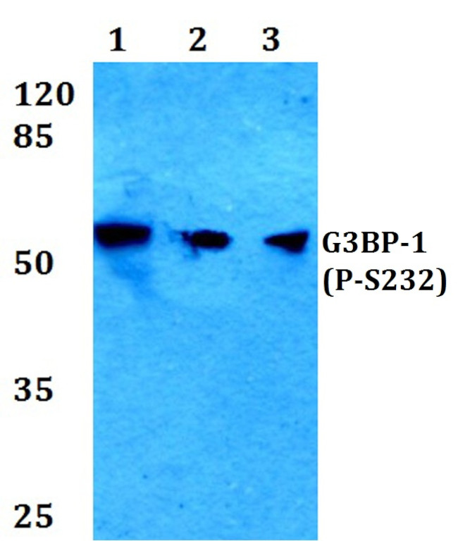 Phospho-G3BP1 (Ser232) Antibody in Western Blot (WB)