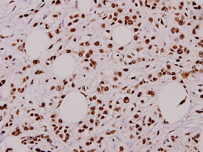 Phospho-Caspase 9 (Thr125) Antibody in Immunohistochemistry (Paraffin) (IHC (P))