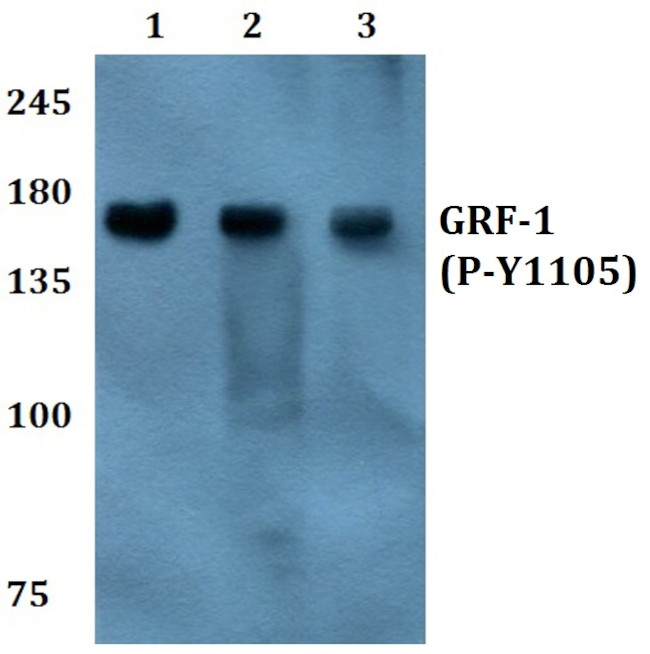 Phospho-GRF-1 (Tyr1105) Antibody in Western Blot (WB)