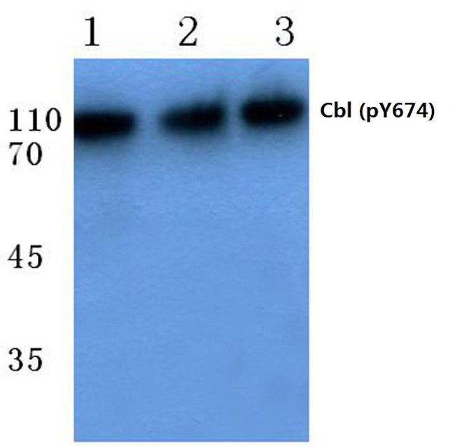Phospho-c-Cbl (Tyr674) Antibody in Western Blot (WB)